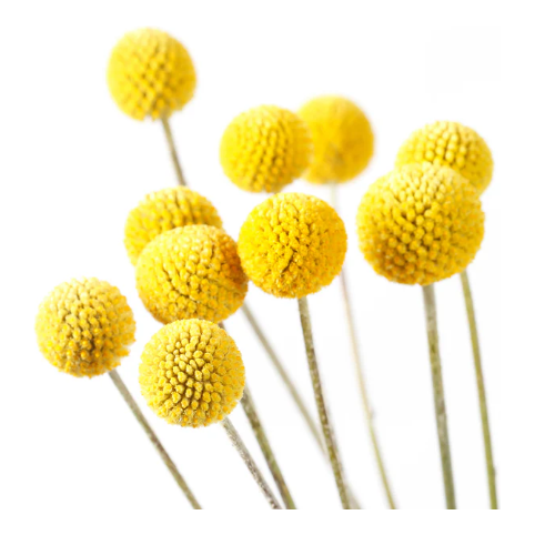 Grow Kit | Billy Buttons