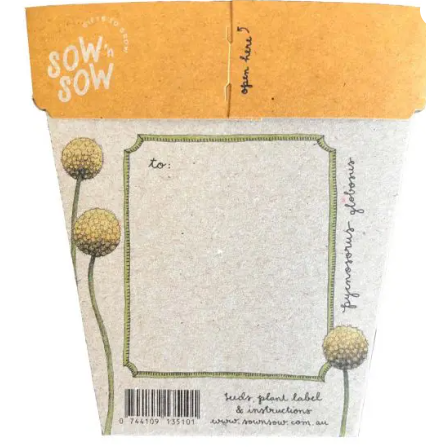 Gift of Seeds | Billy Buttons