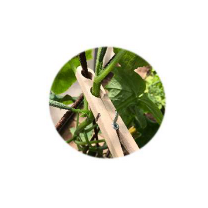 Plant Peg | Pack of 5