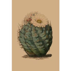 Card | Flowering Cactus