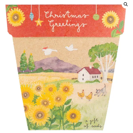 Christmas Sunflower| Gift of Seeds