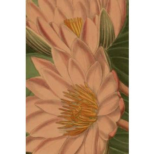 Card | Water Lillies