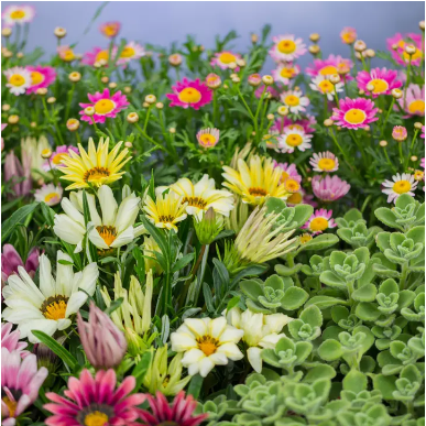 Seed Bombs | Bundle of 4 Packs | Save on Price and Post