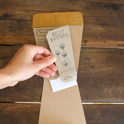 Gift of Seeds | Billy Buttons