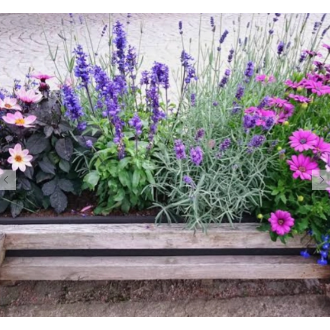 Seed Bombs | Cottage Garden