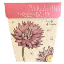 Gift of Seeds | Everlasting Daisy