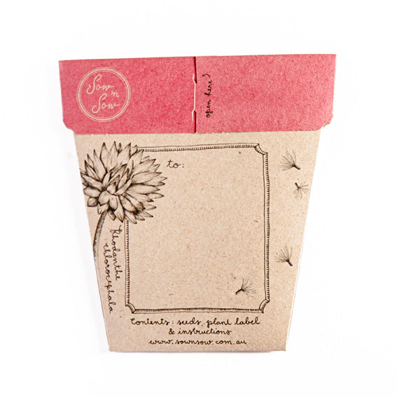 Gift of Seeds | Everlasting Daisy