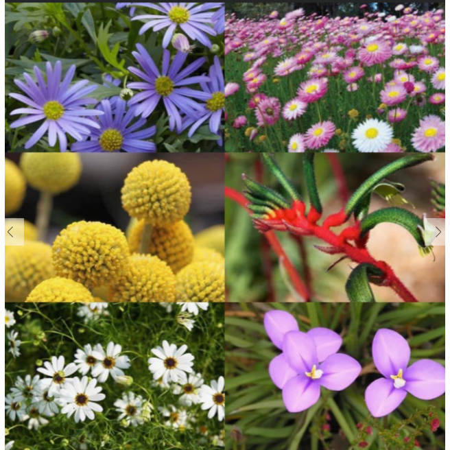 Seed Bombs | Australian Wildflowers