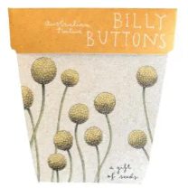 Gift of Seeds | Billy Buttons